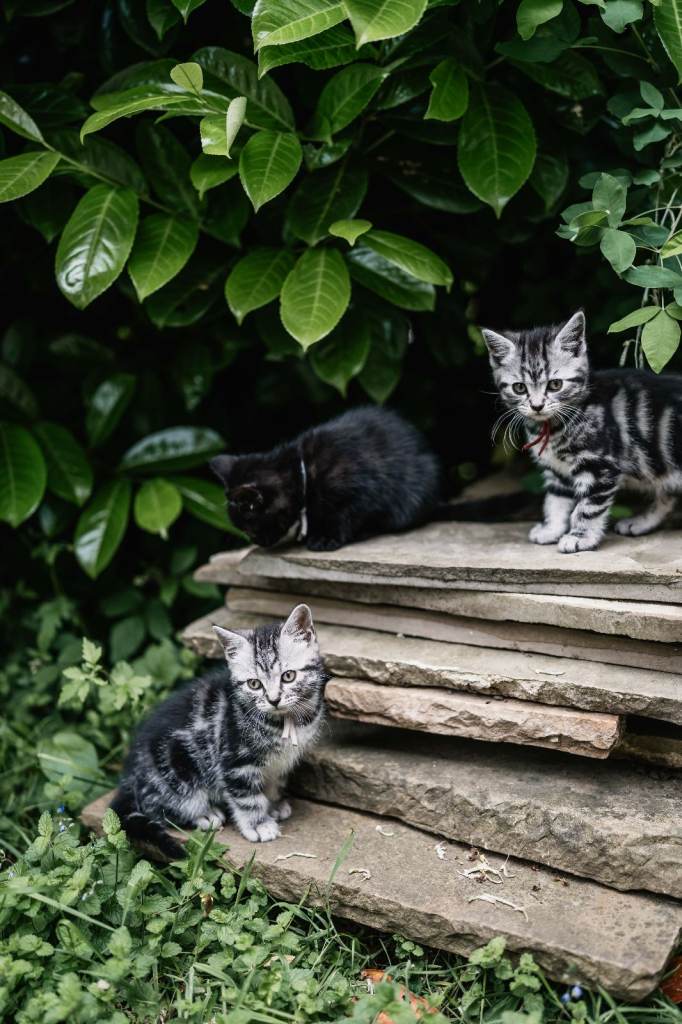 Kittens for sale - ready now