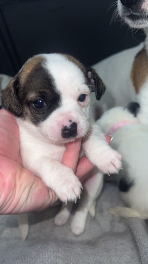 5 GORGEOUS JACK RUSSELL PUPS!😍😍