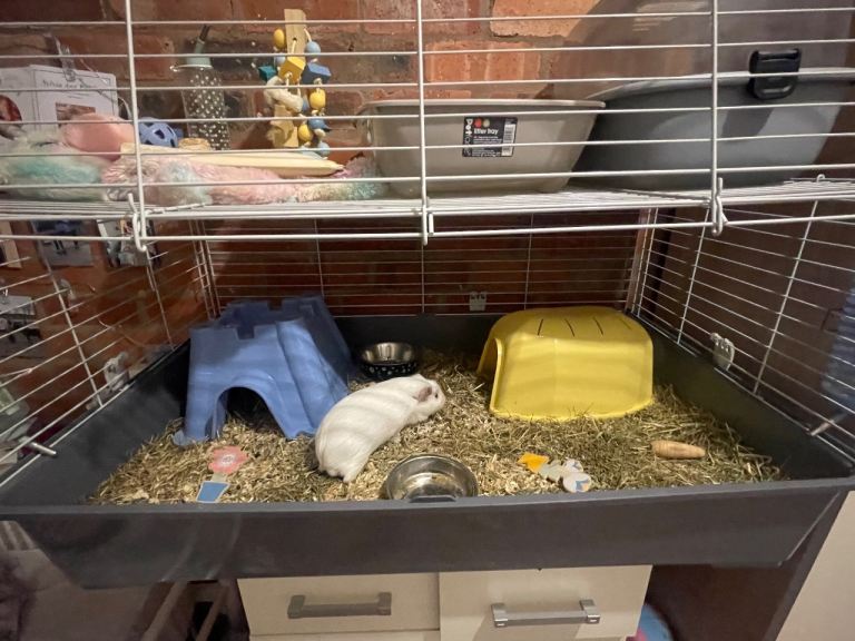 Guinea pigs 