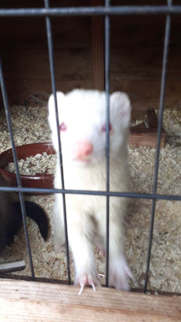 Ferrets for sale 