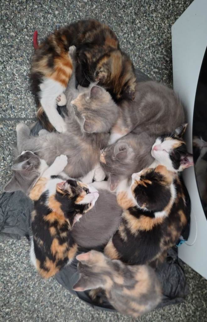 Beautiful kittens 