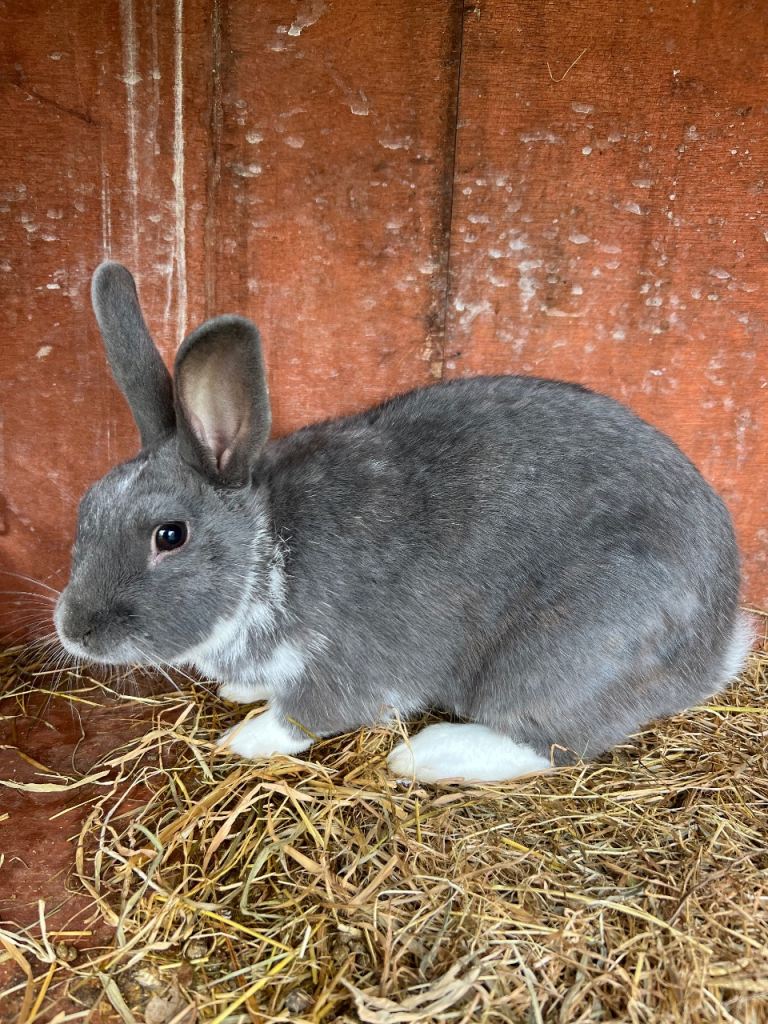Flemish Giant Grey Rabbit 