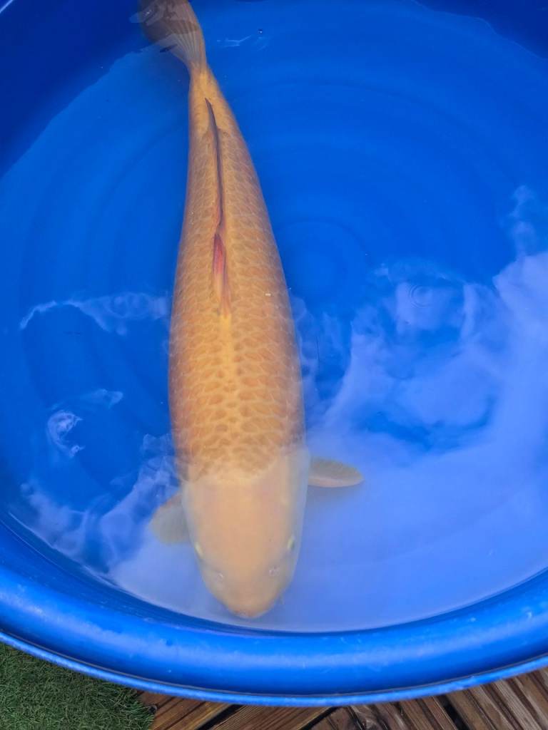 Koi carp/fish and pond Equipment for sale