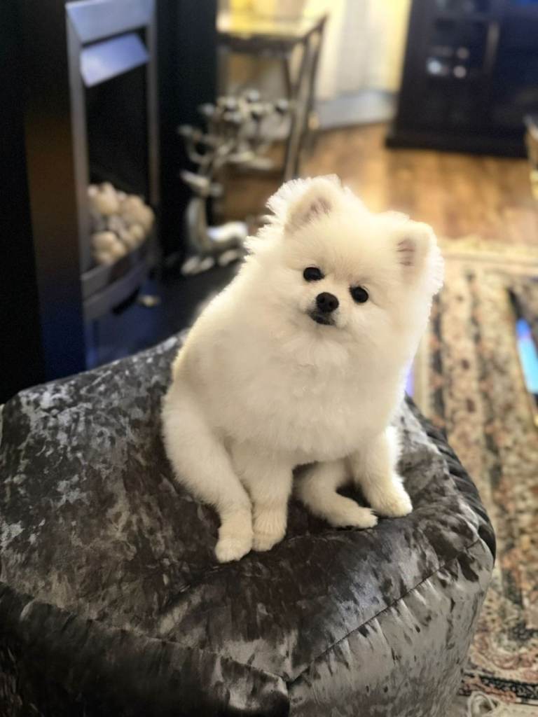 Pomeranian toy  Puppy 