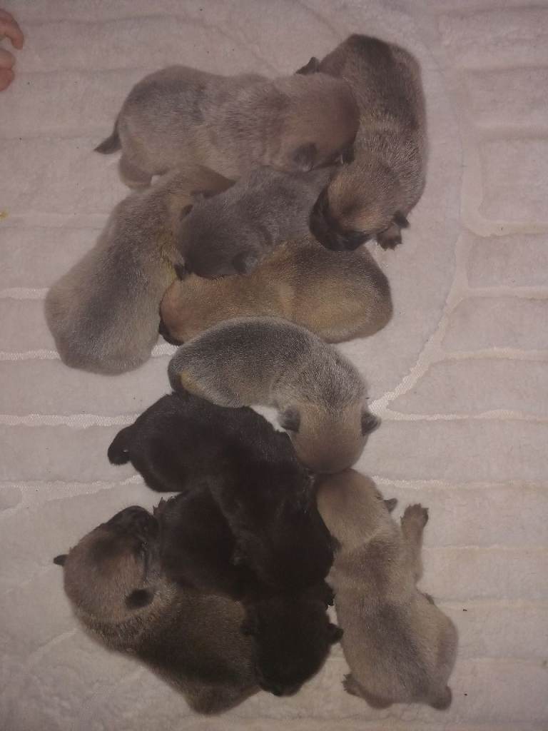 French bull corss chow chow 