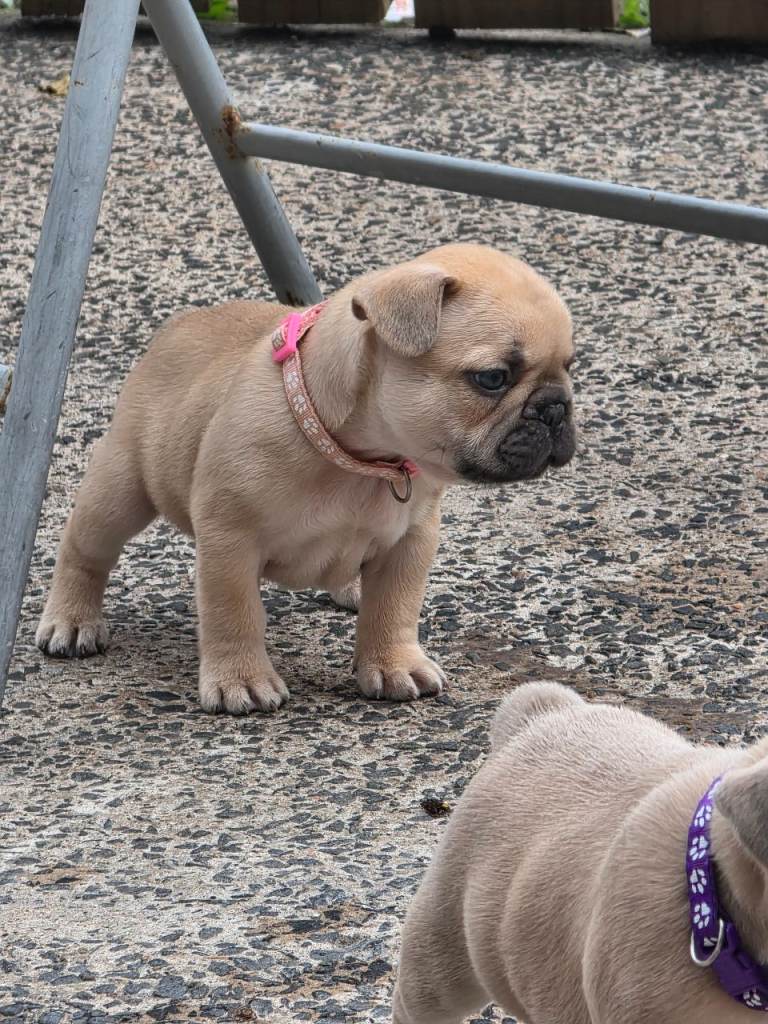 French bulldog puppies 