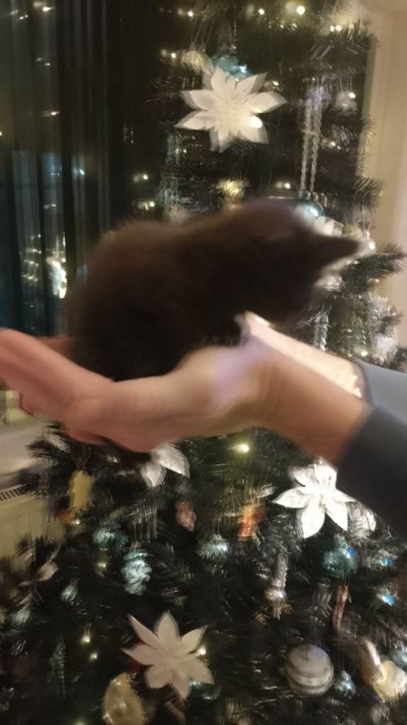 Fluffy playful kittens