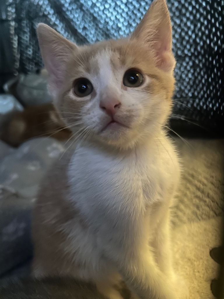 Kittens