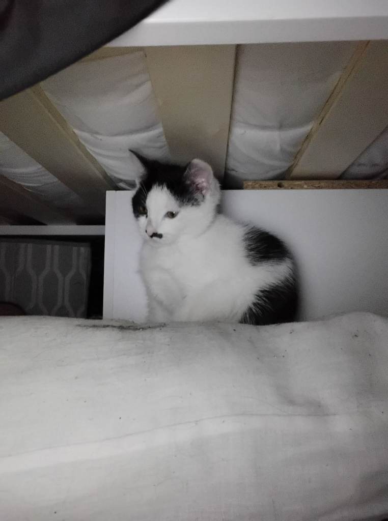 10 weeks  old kitten