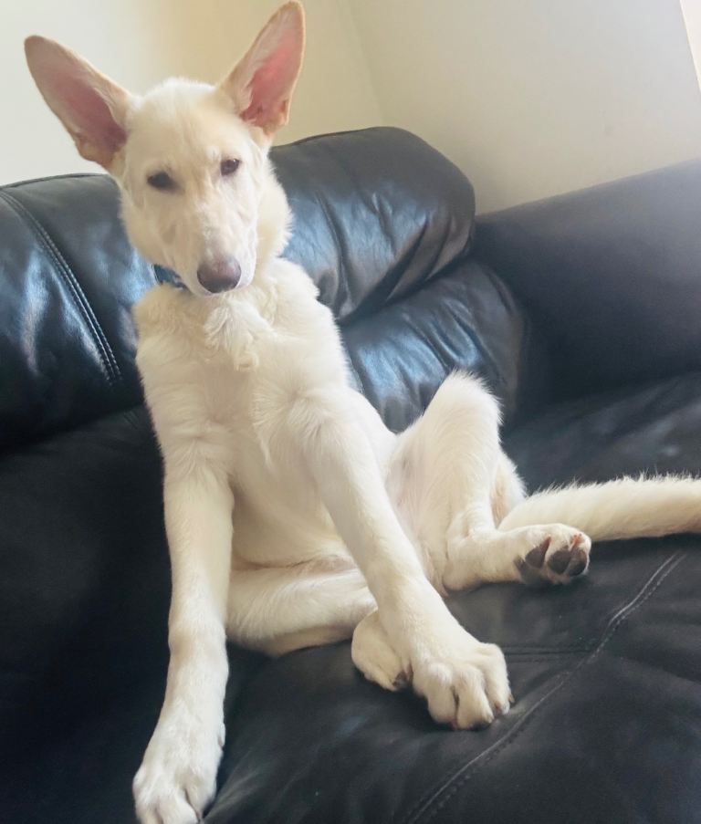 image for German shepherd pup 