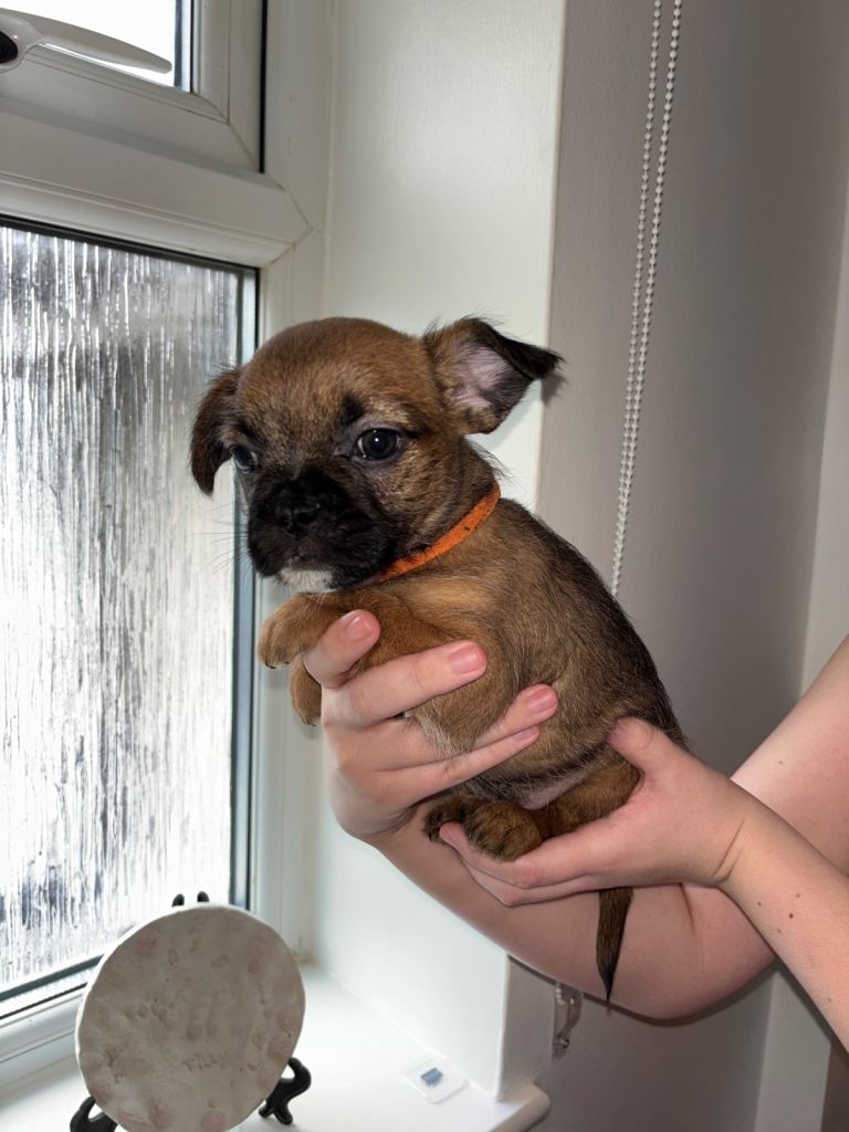 Pug Shih Tzu X french bull dog 