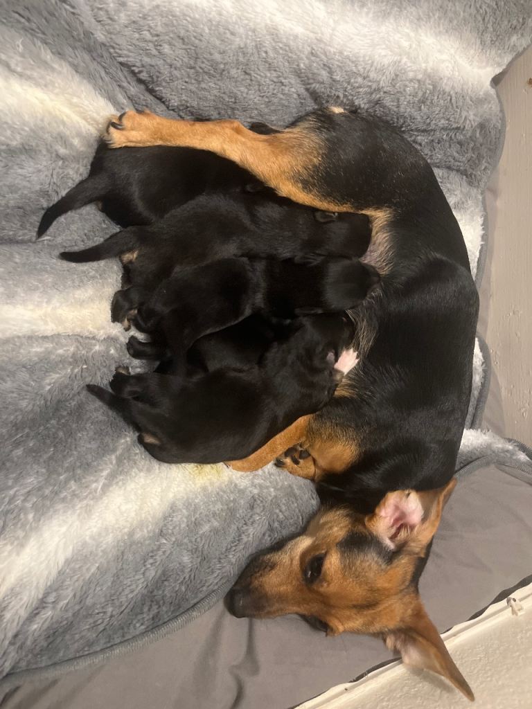Gorgeous puppies mixed litter 