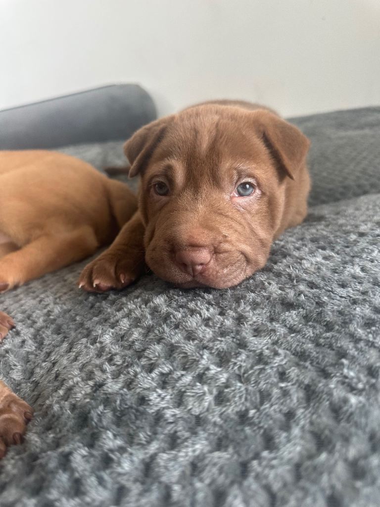 3 left!! Bull x sharpies 