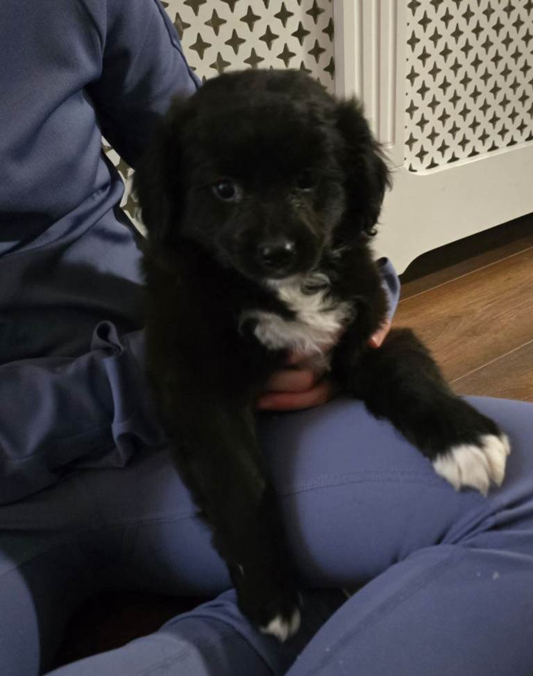 Cocker spaniel female puppy 