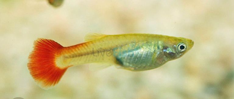 Guppy Fry