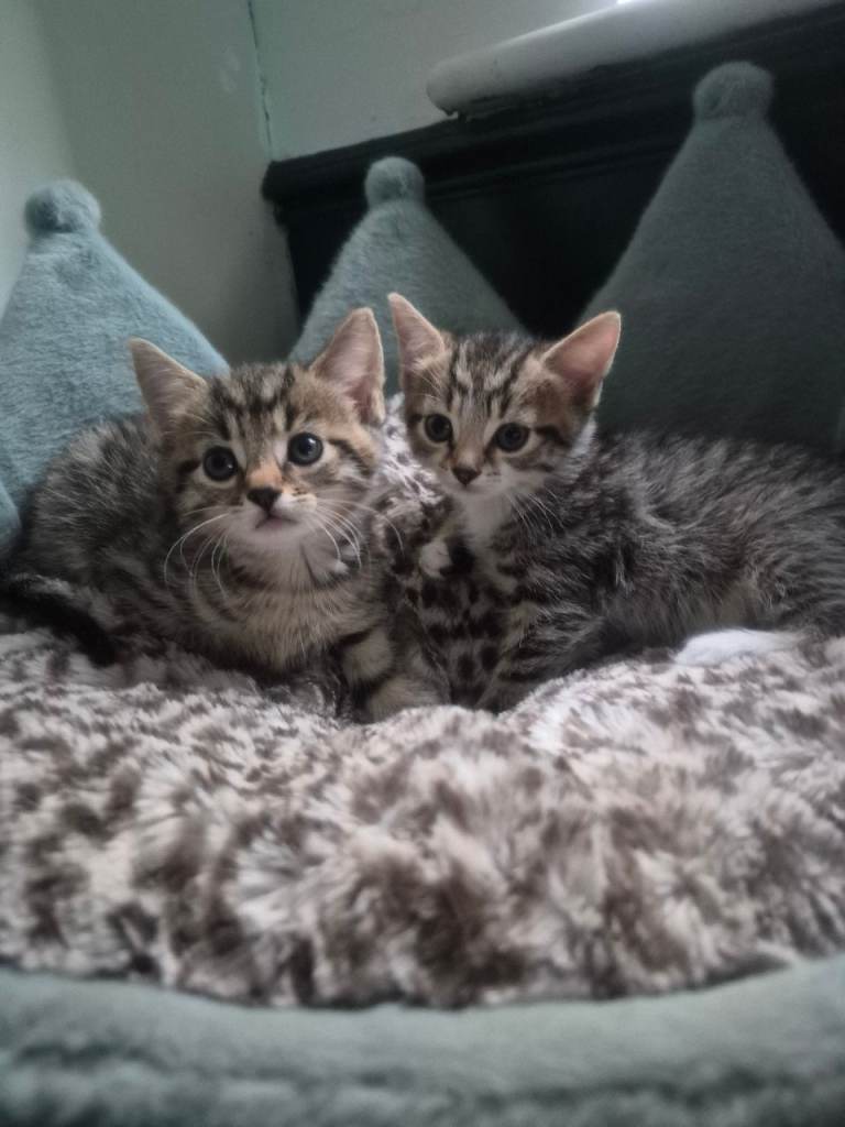 8 week old kittens looking for loving home! in Dudley