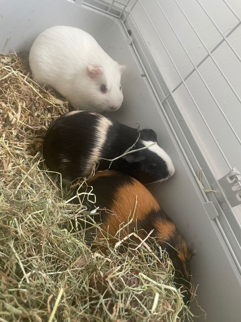 Guinea pigs 