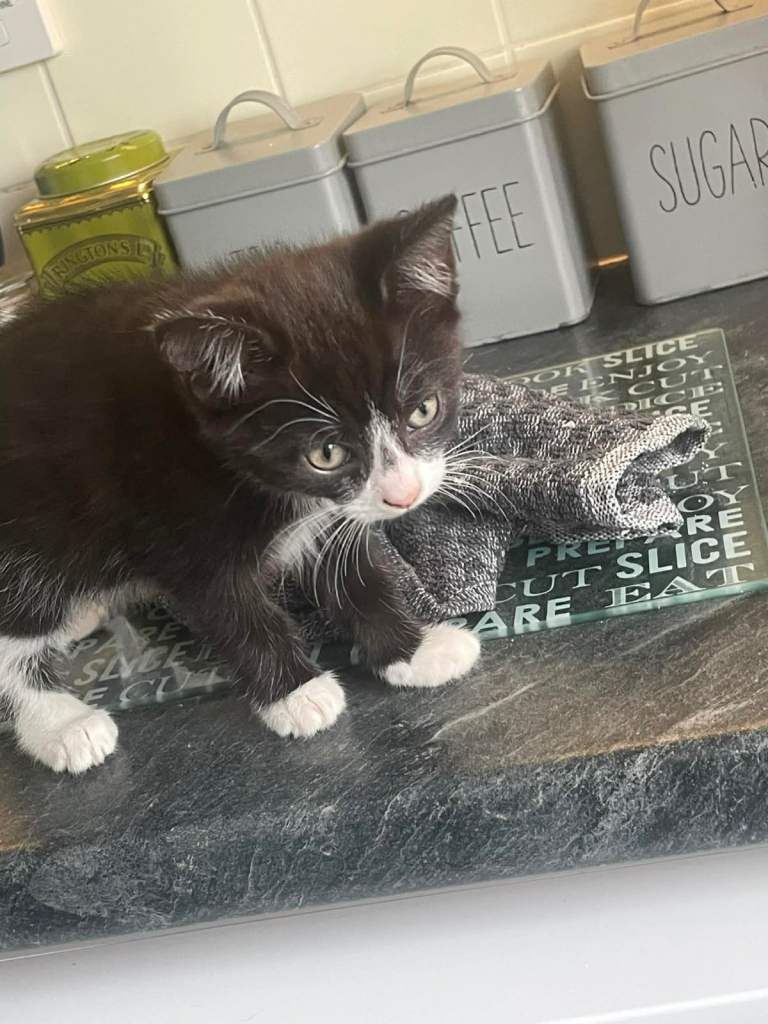 Kitten for sale 1 female 