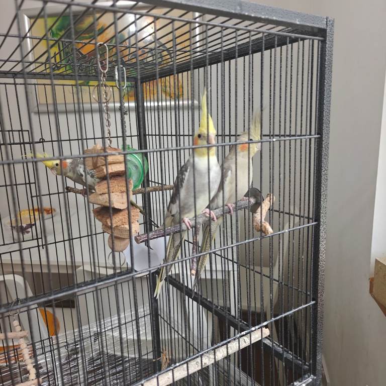 Beautiful Cocktail for sale