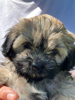  Adorable Shihpoo puppies home bred.  All with lovely expressive faces.  Range of rare colours 