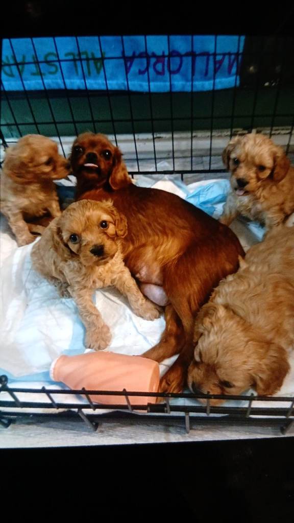 Cavapoo pups