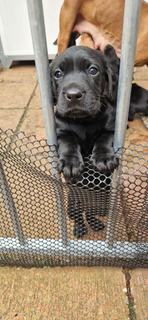 Vizsla x Lab puppies