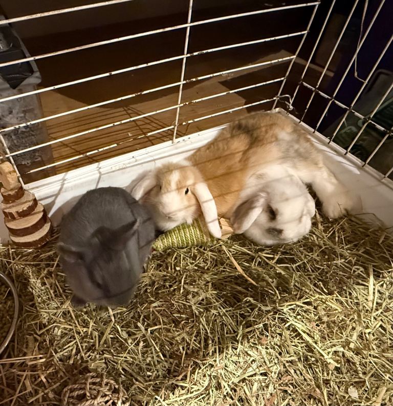Baby mini lops