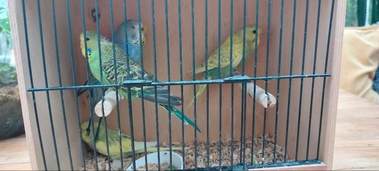 Budgies babies birds