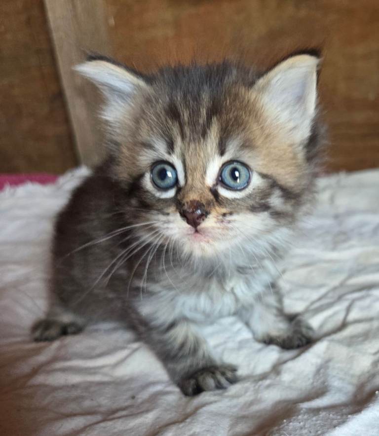Special coloured kittens READY NOW