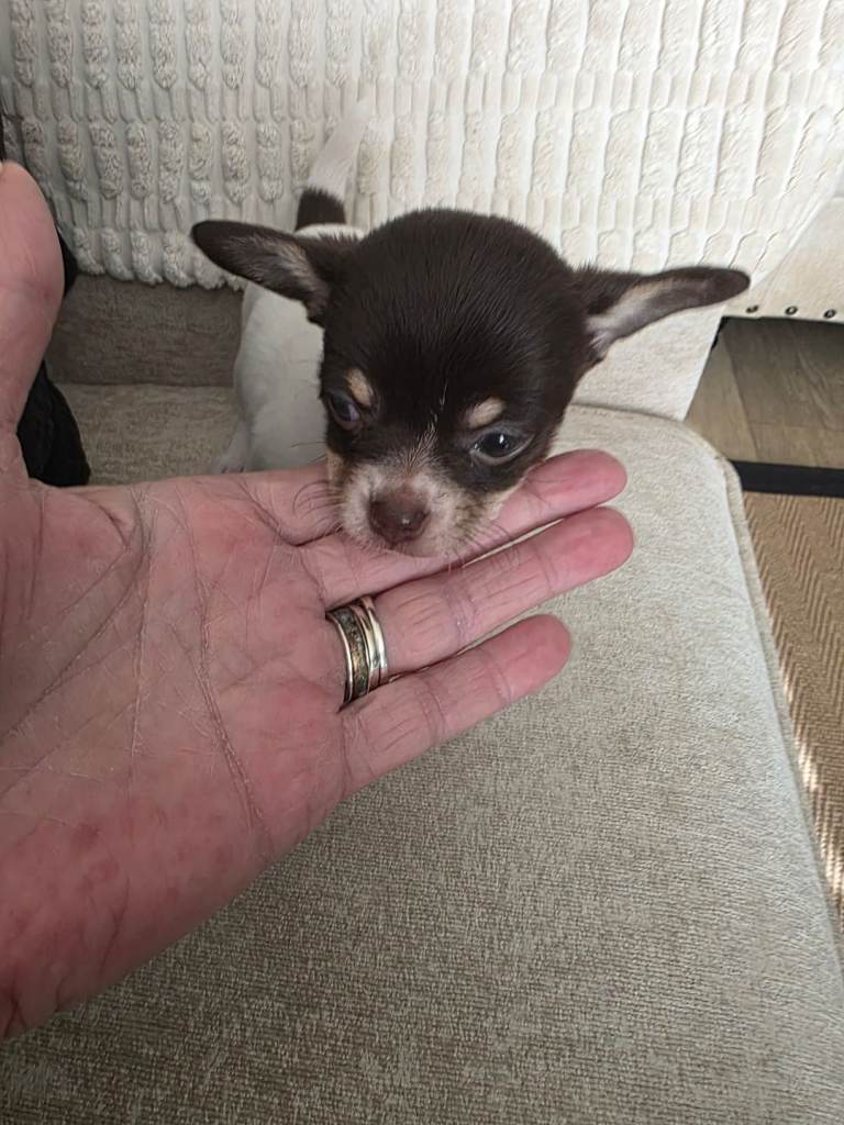 Chihuahua