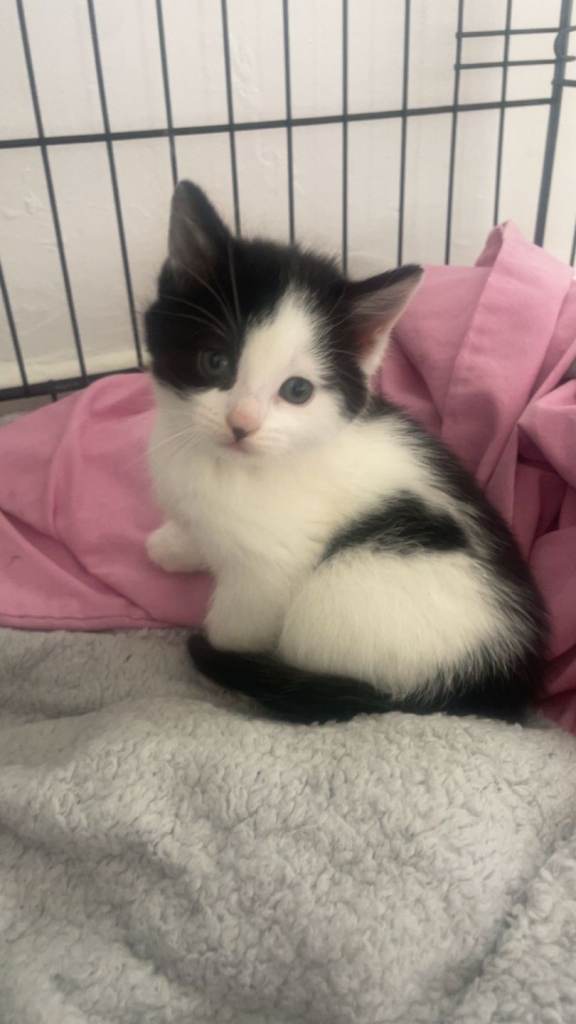 Kittens