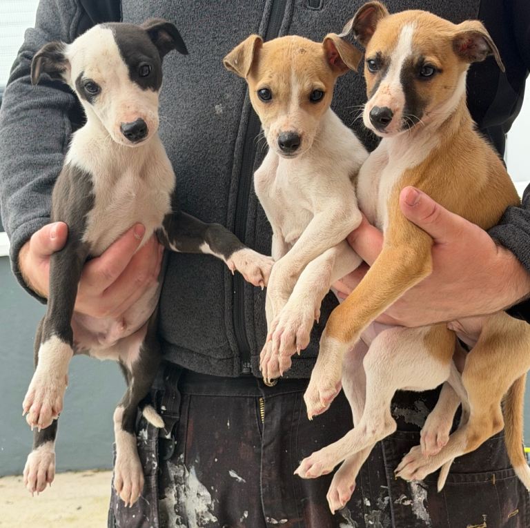 whippet pups 2 male