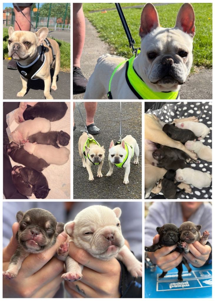 8 frenchie pups for sale 