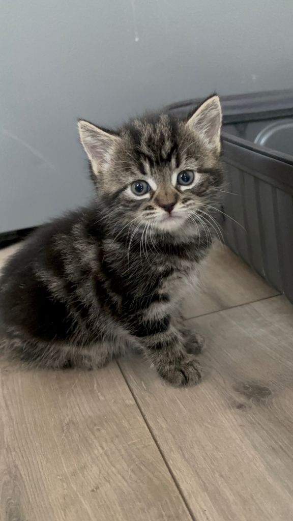 2 Kittens For sale (Each)