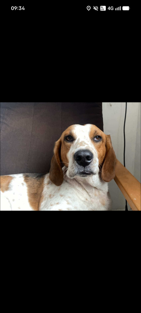 Basset Hound for rehome