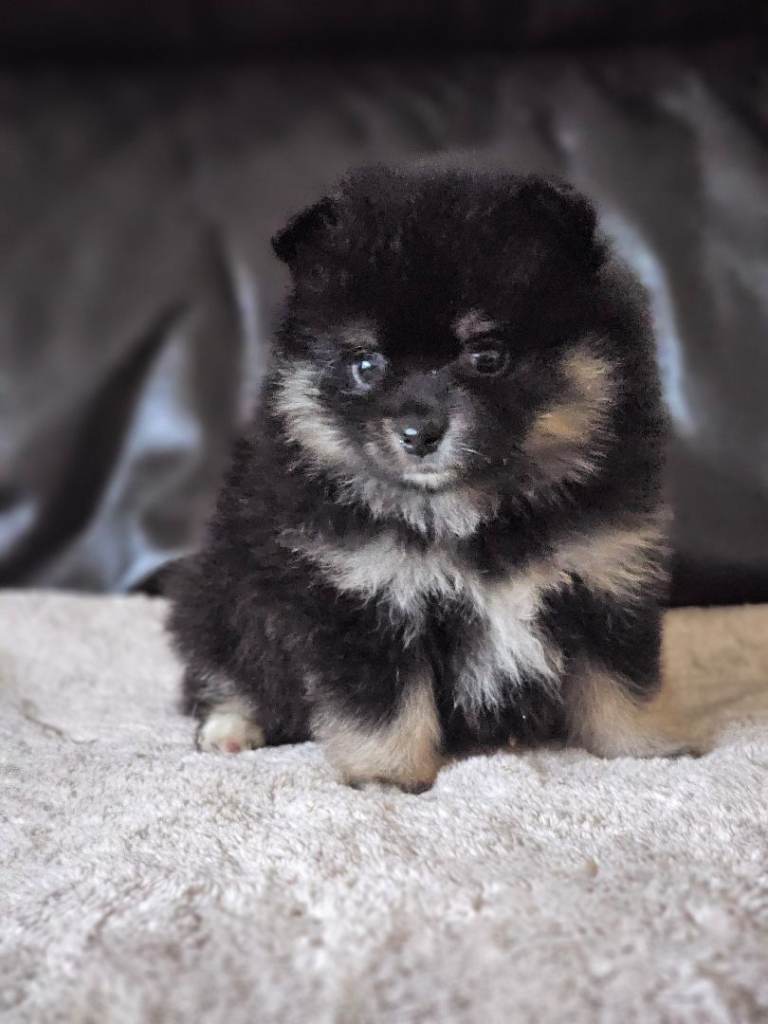 1 pomeranian baby boy