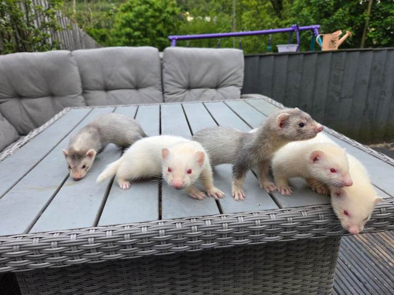 Ferret kits
