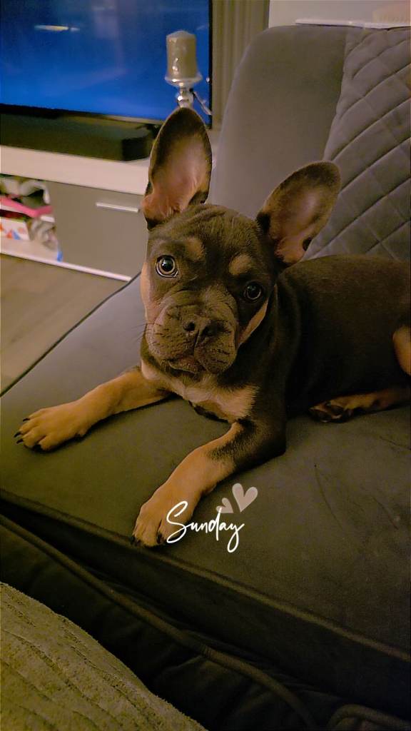French Bulldog Puppy