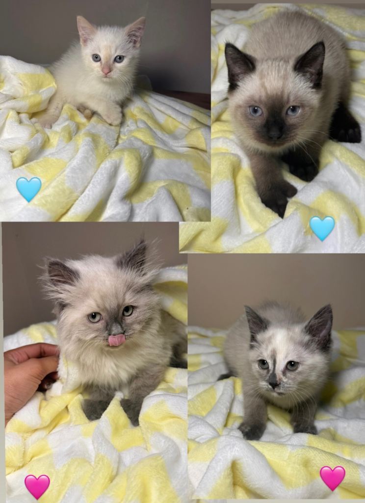 image for Beautiful Ragdoll Mix Kittens- Ready for forever homes!🐾💓