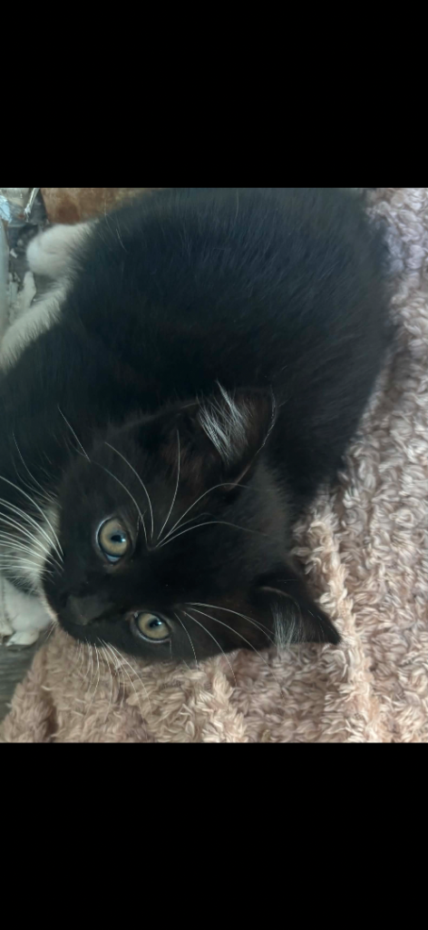 Kittens for sale