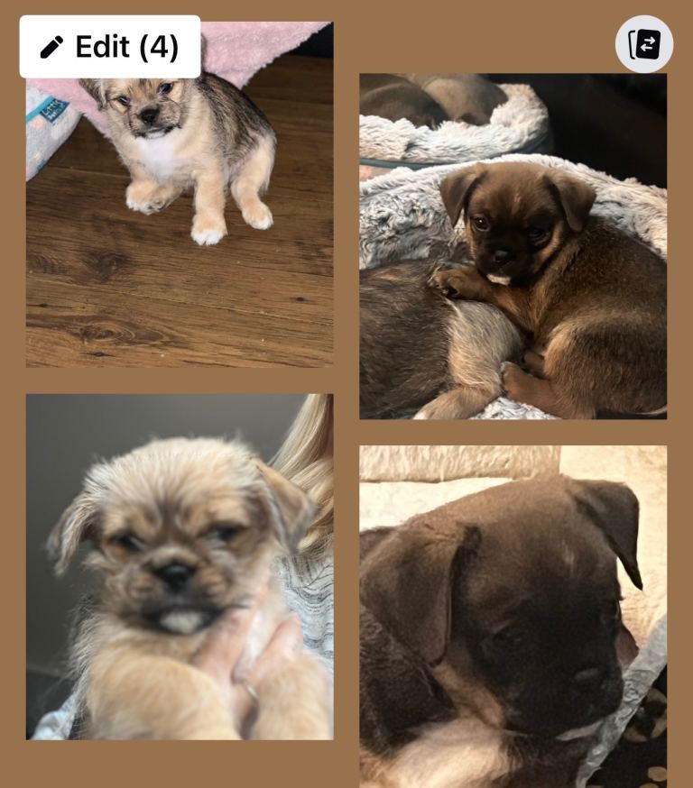 2 beautiful shiranian puppies for sale