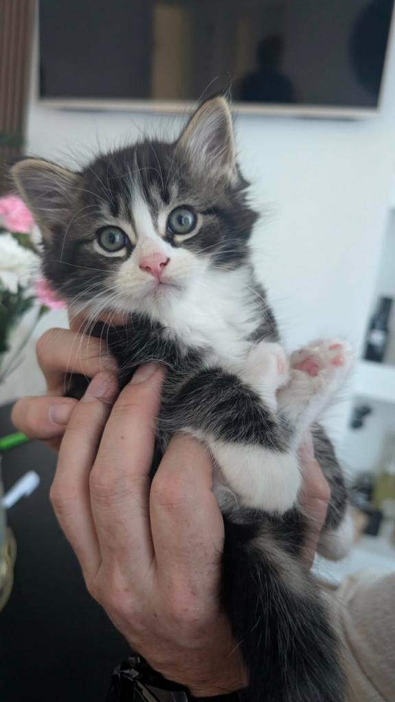 Half ragdoll kittens- ready to go now