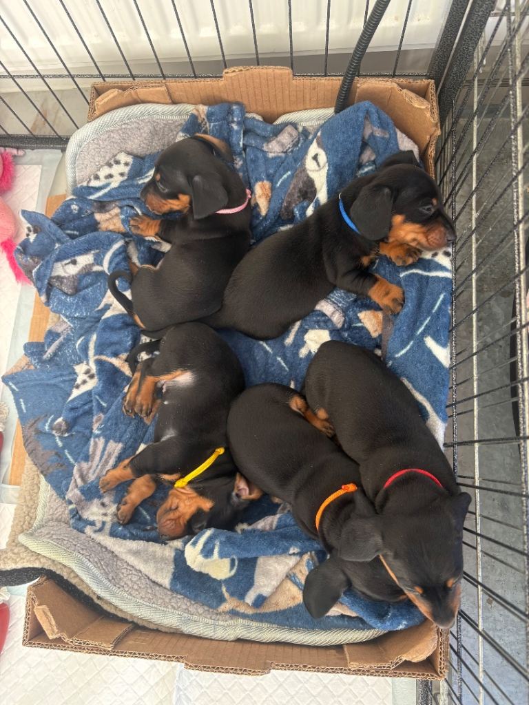 X4 male miniature dachshund puppies