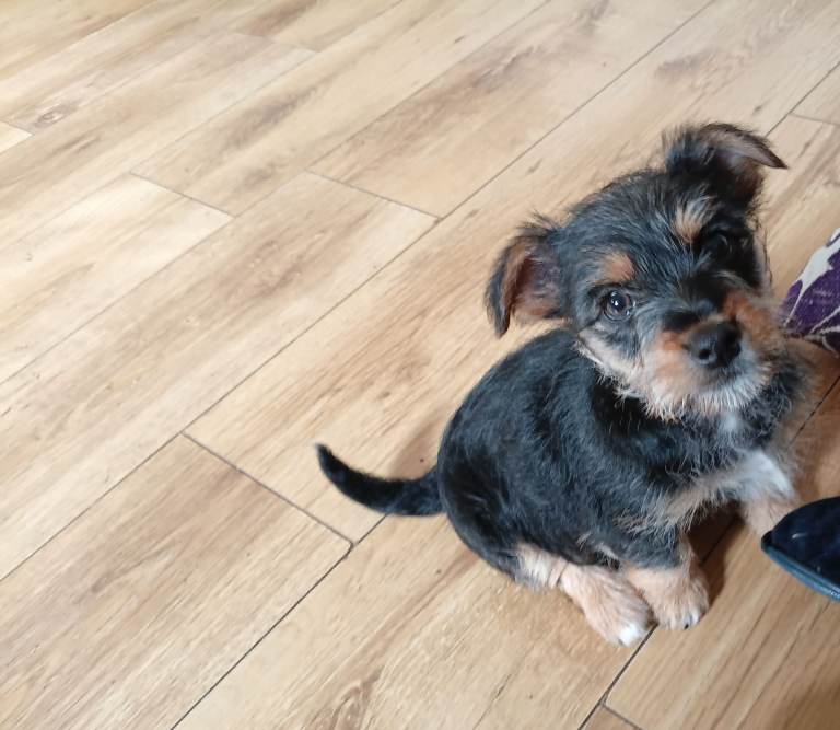 Mixed breed puppy for sale in oxford