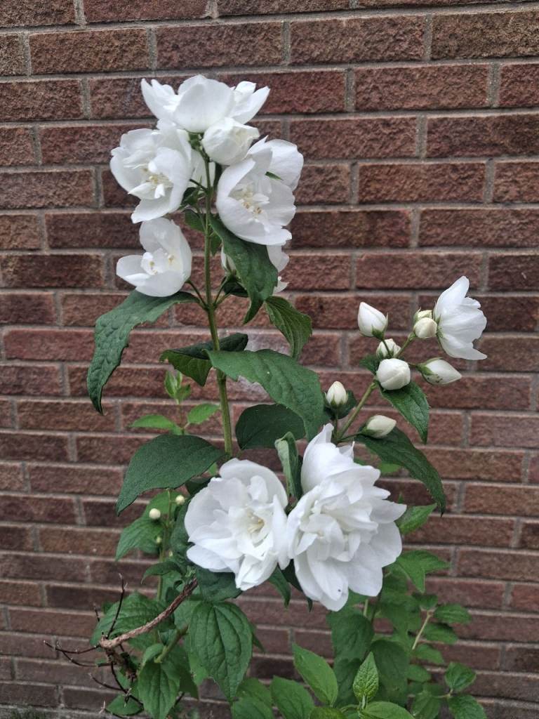 Large garden shrub philadelphus 