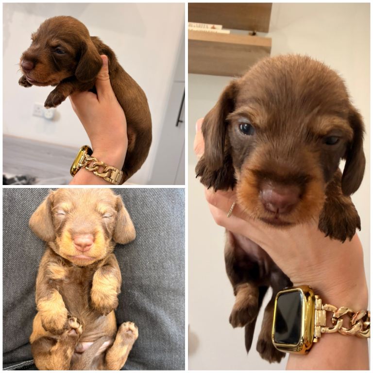 KC Reg Miniature Wire Hair Dachshund
