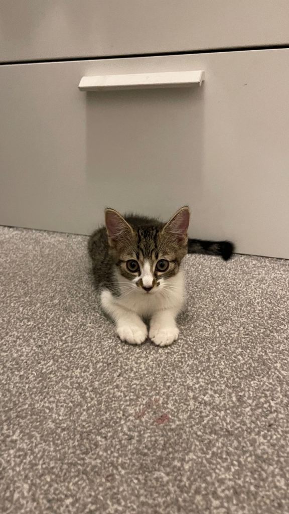 Adorable Tabby Cat