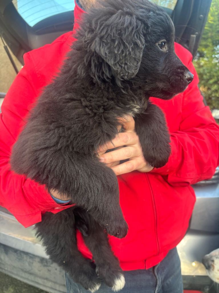 Bernese mountain dog x golden retriever pups