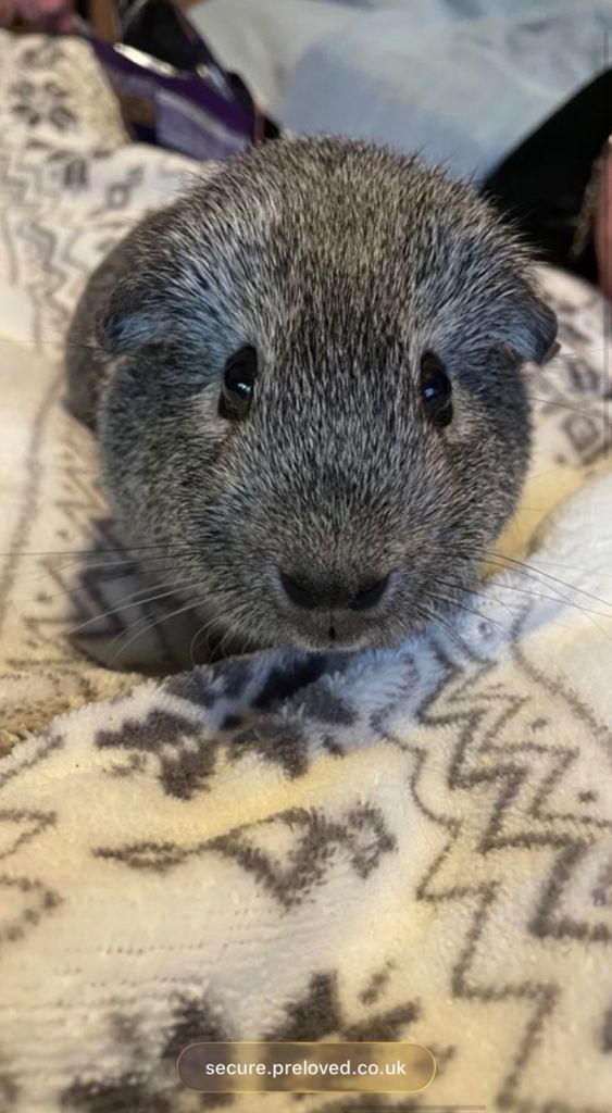 Meet Nibbles & Munchies