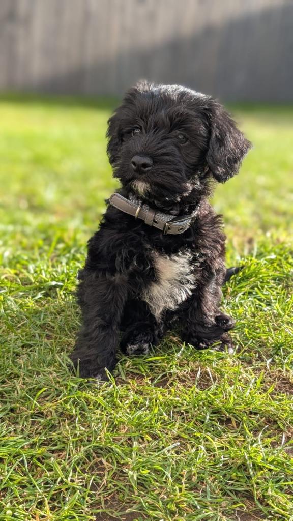 Beautiful schnoodle female pup